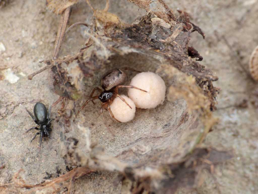 Nido e ovisacchi di Enoplognatha mandibularis - Tolfa (RM)